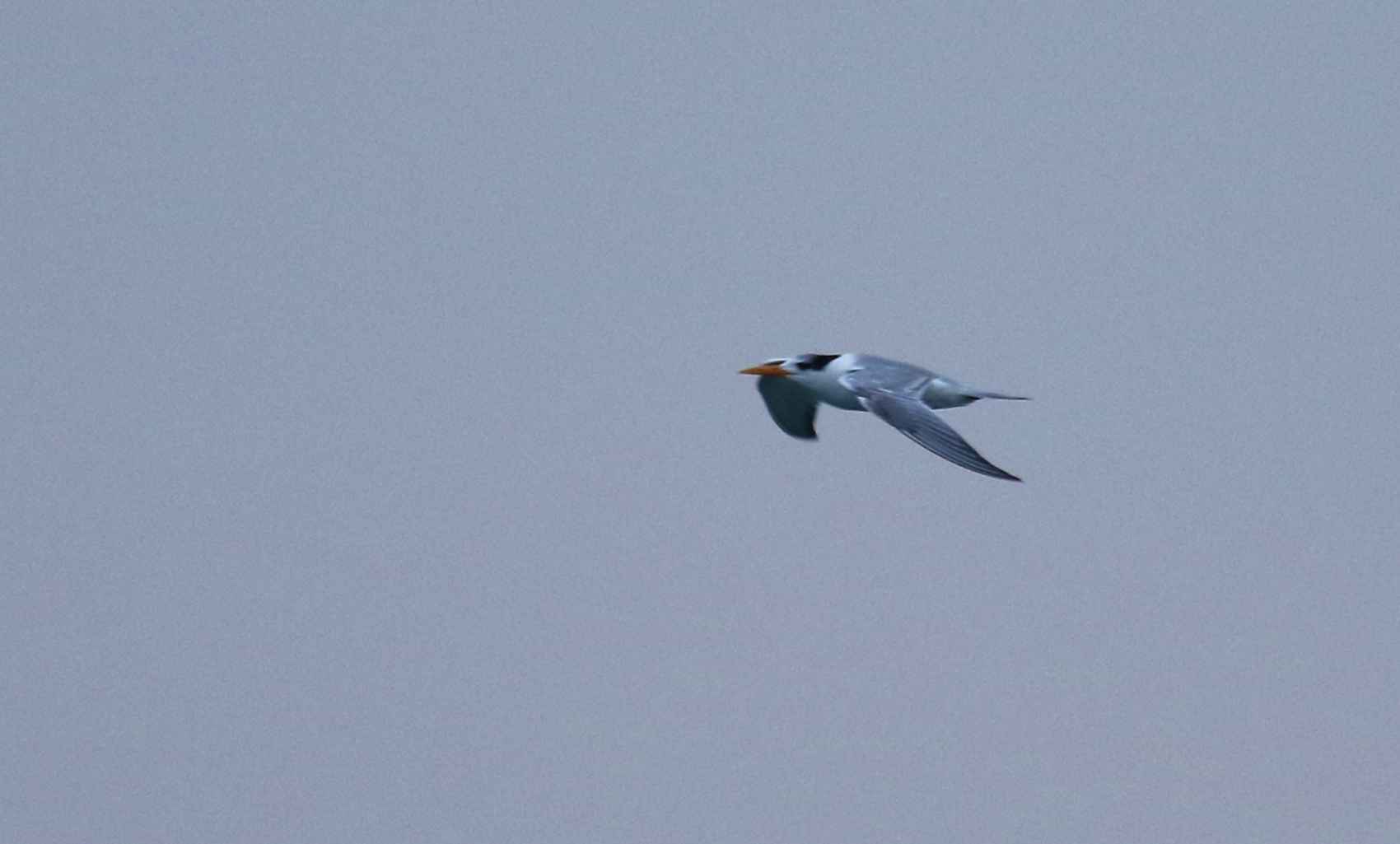 Lesser Crested Tern
